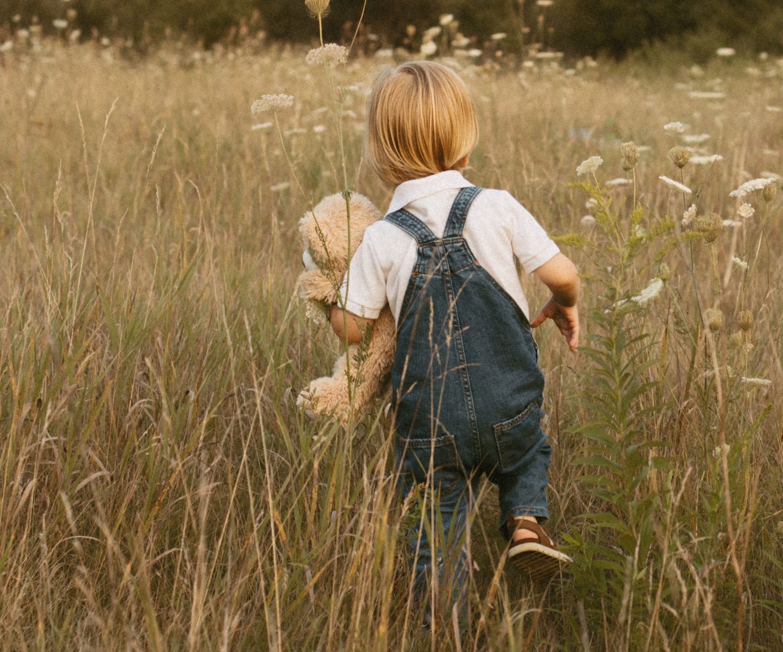 A small child in denim overalls walking through a golden meadow, holding a teddy bear