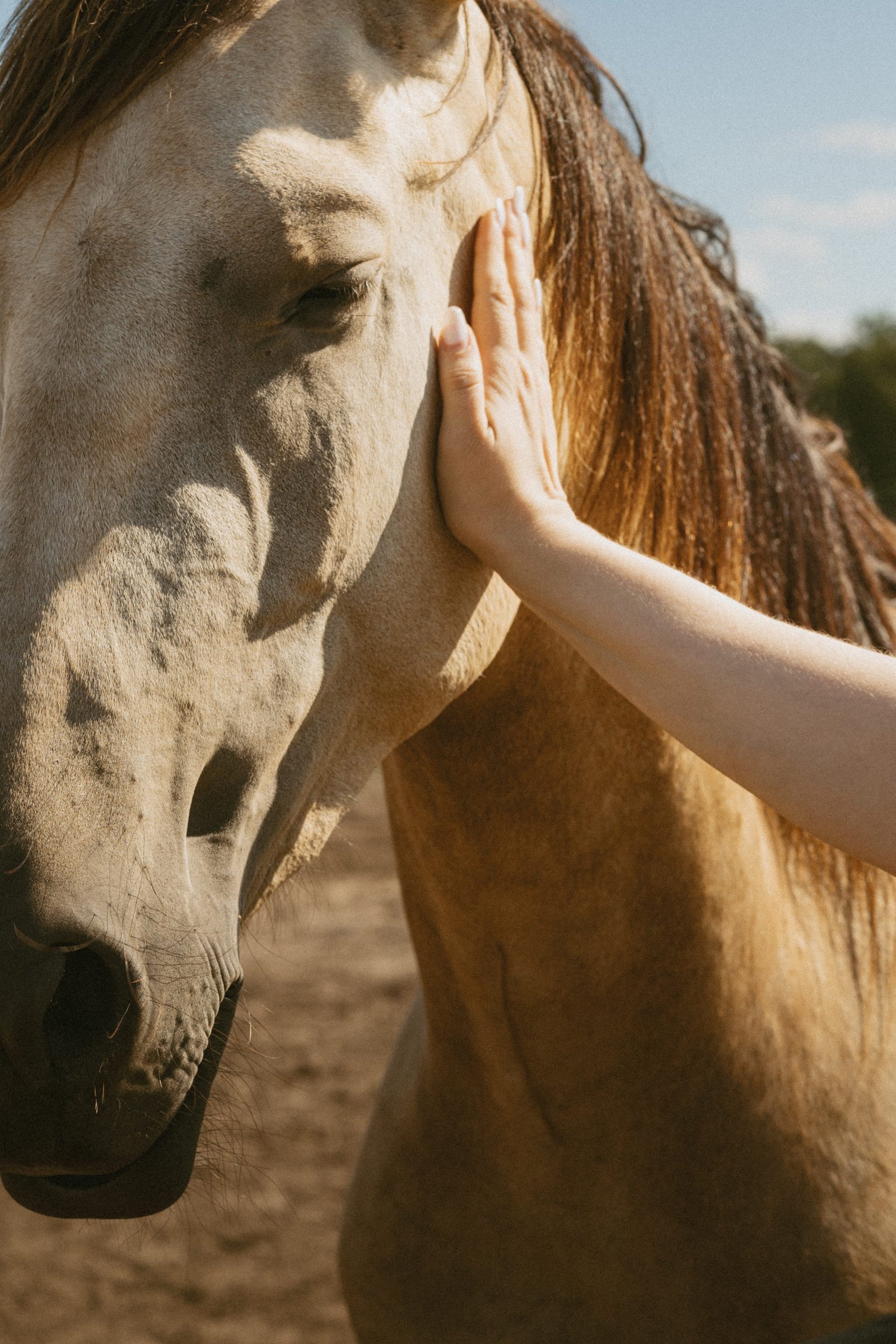 A toddler in denim overalls reaching a hand toward a horse across a paddock rail