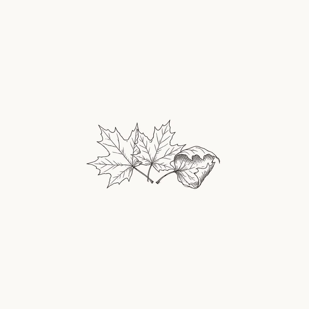 Pen sketch of three fallen maple leaves