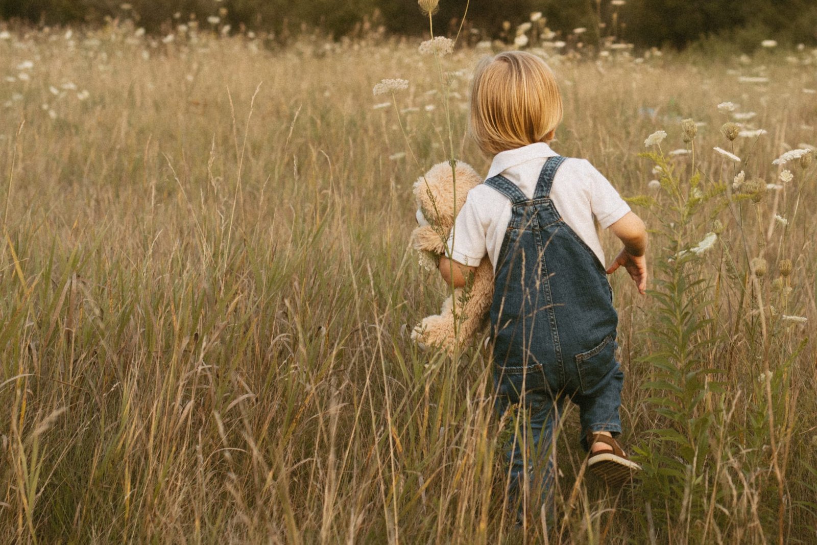 A small child in denim overalls walking through a golden meadow at sunset, holding a teddy bear