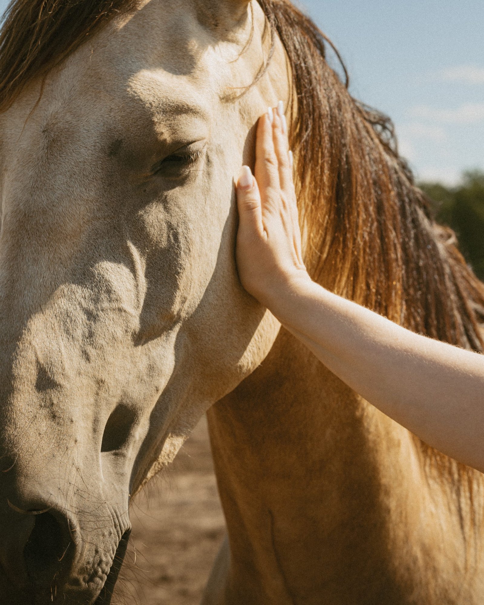 A toddler in denim overalls reaching a hand toward a horse across a paddock rail