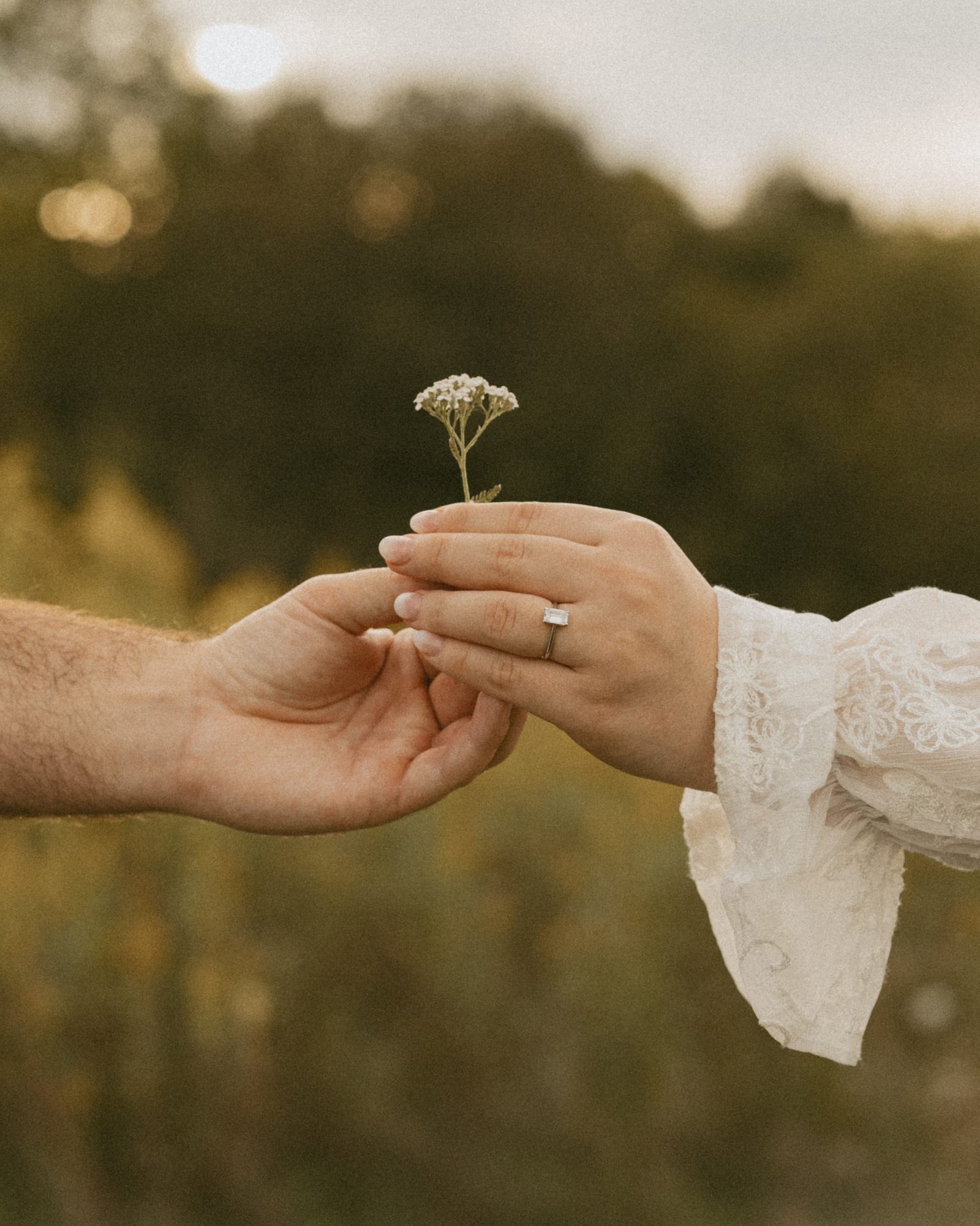 A man handing his fiancée a small white wildflower, her engagement ring catching the evening light